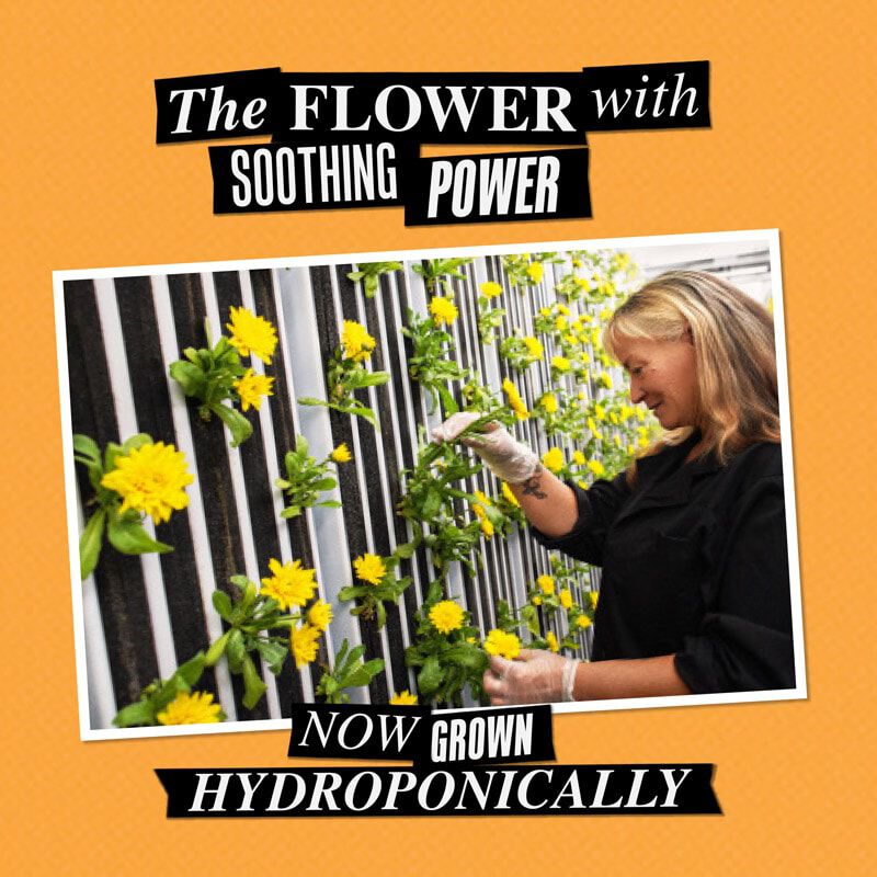 Calendula Herbal Extract Toner